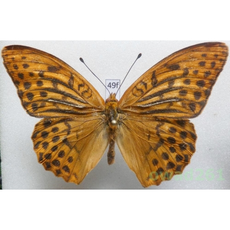 Argynnis paphia (Linnaeus, 1758) male Poland49f